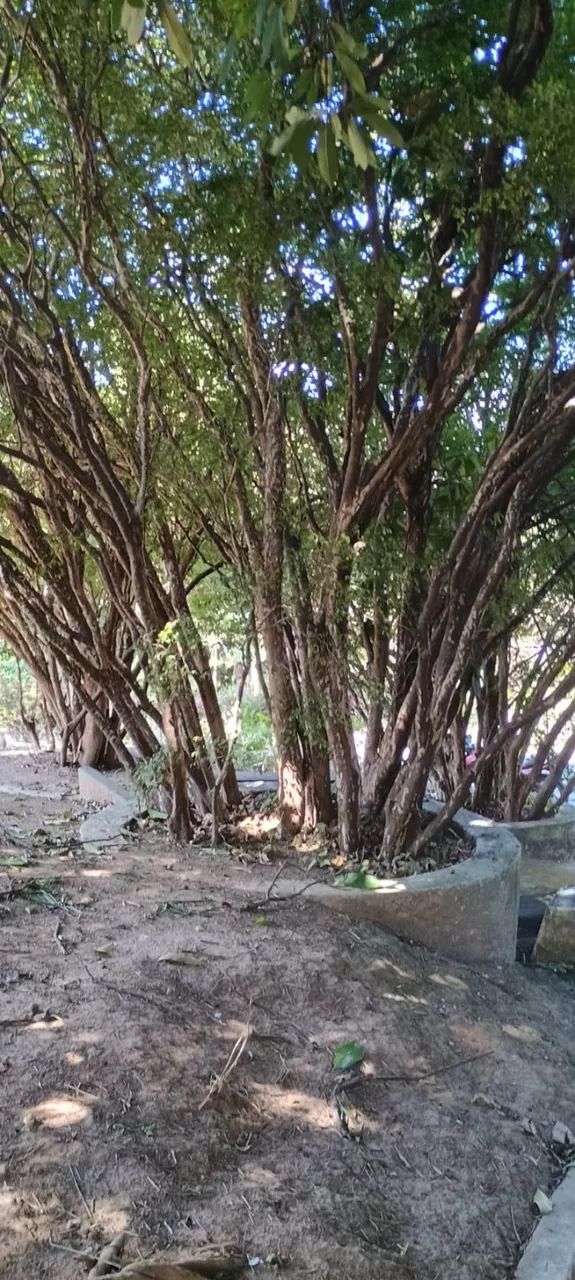 Jaburicabeira ( Árvores frutíferas) - Foto 5