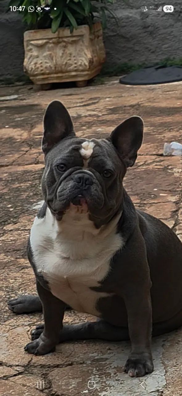 Bulldog frances  - Foto 2
