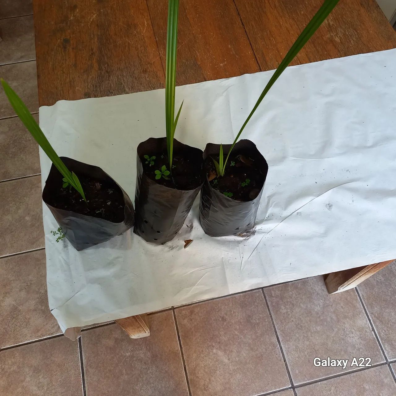 MUDAS DE TÂMARAS.  - Foto 3