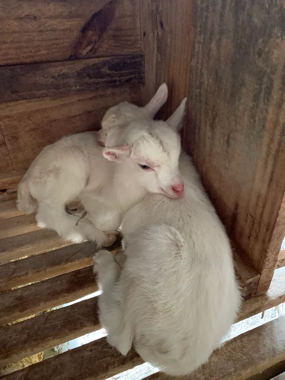 Vendo bodes de 1 mês  - Foto 3