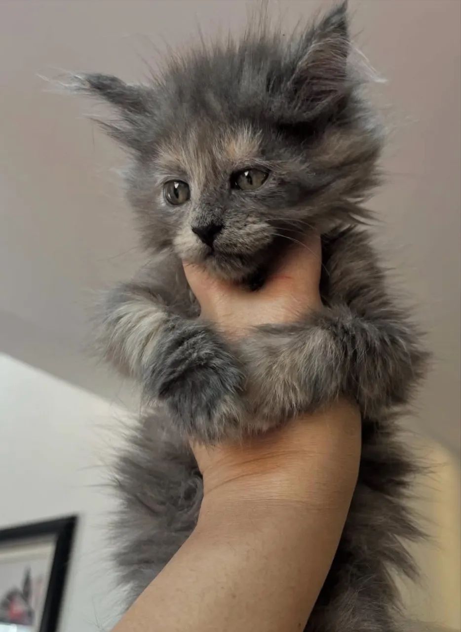 Maine coon - Foto 3