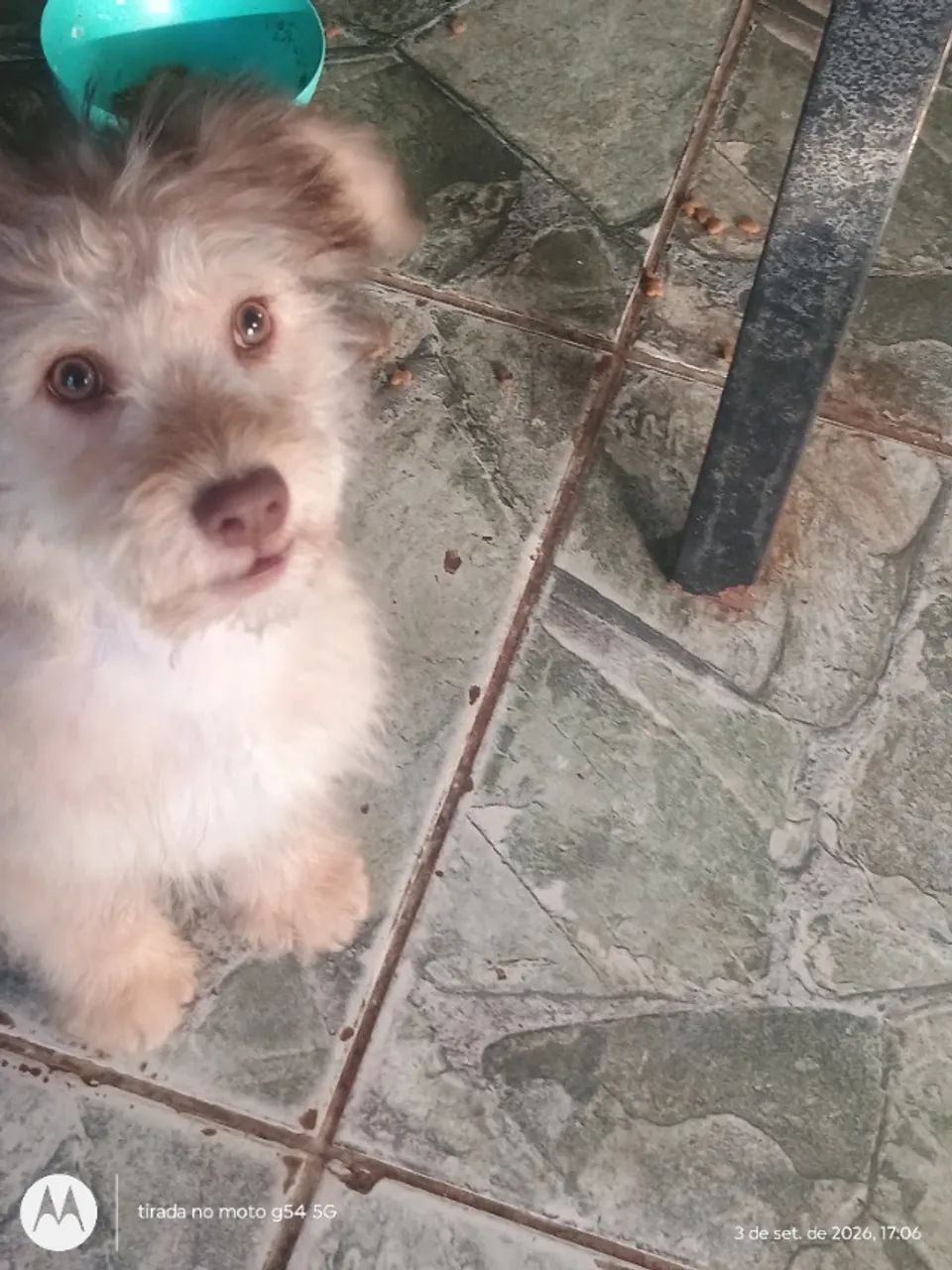 Cachorro  - Foto 3