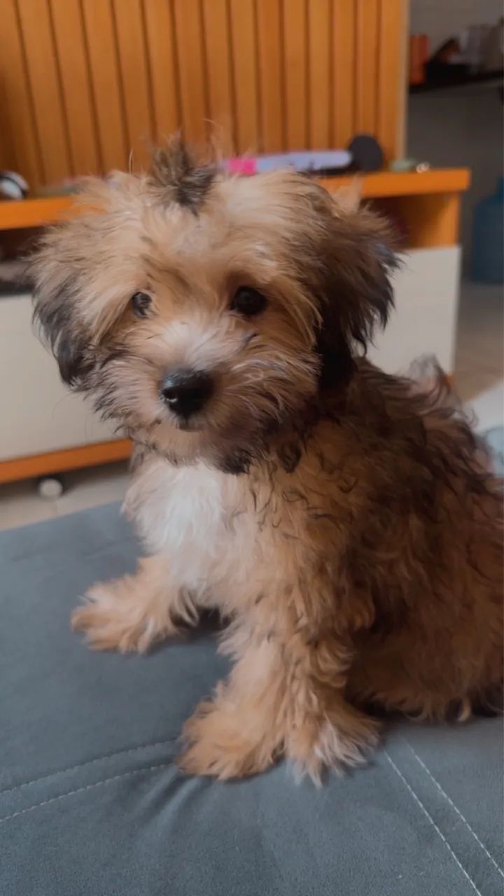Vendo Shihtzu fêmea,3meses,com vermífugo e vacinada,muito inteligente