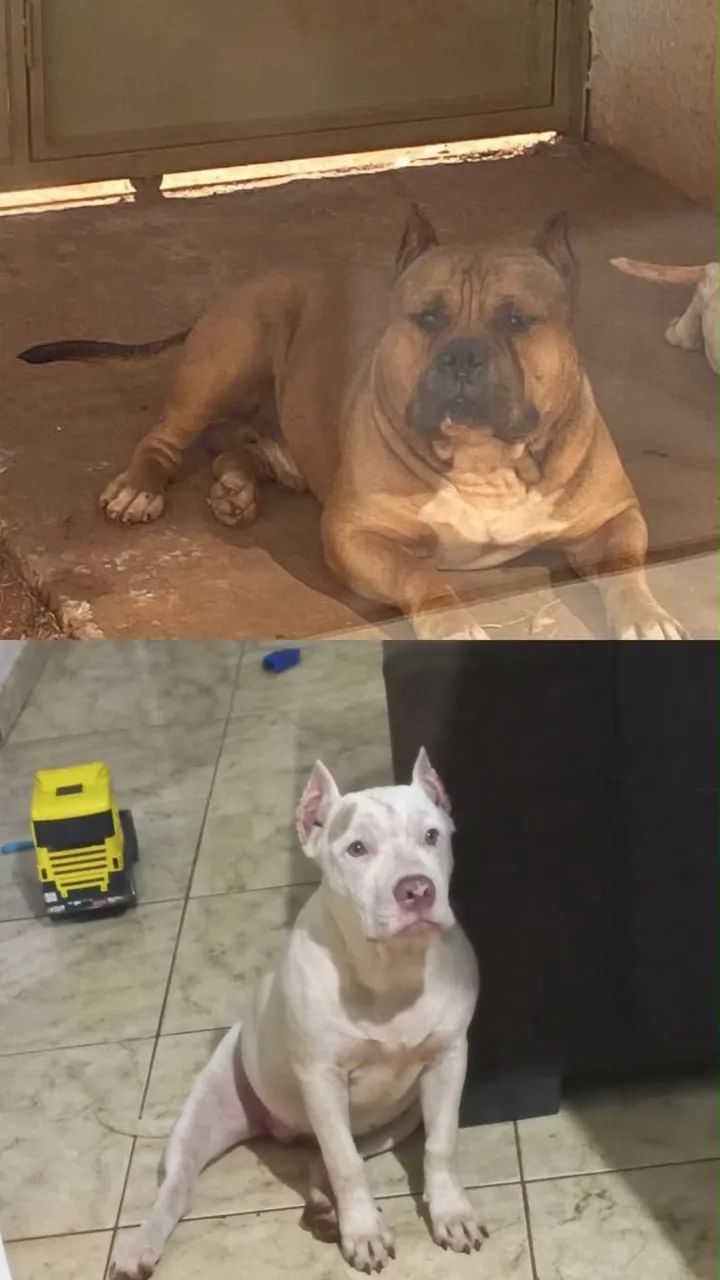 Cachorro pit monster 