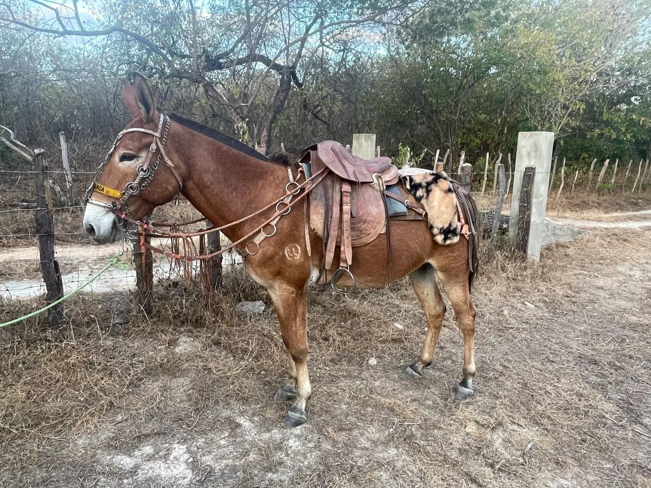 Burro de patrão  - Foto 2
