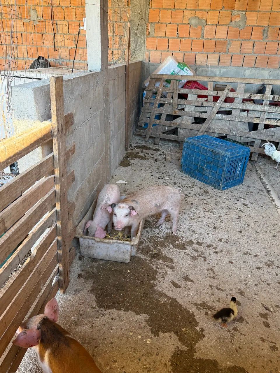 Porcos - Foto 5