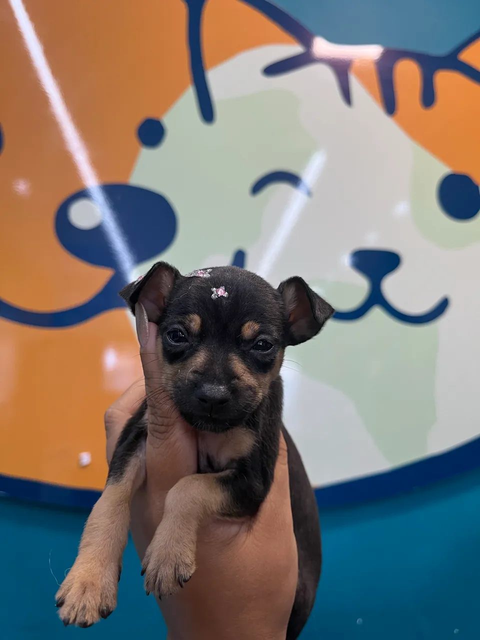 Pinscher fêmea  - Foto 5