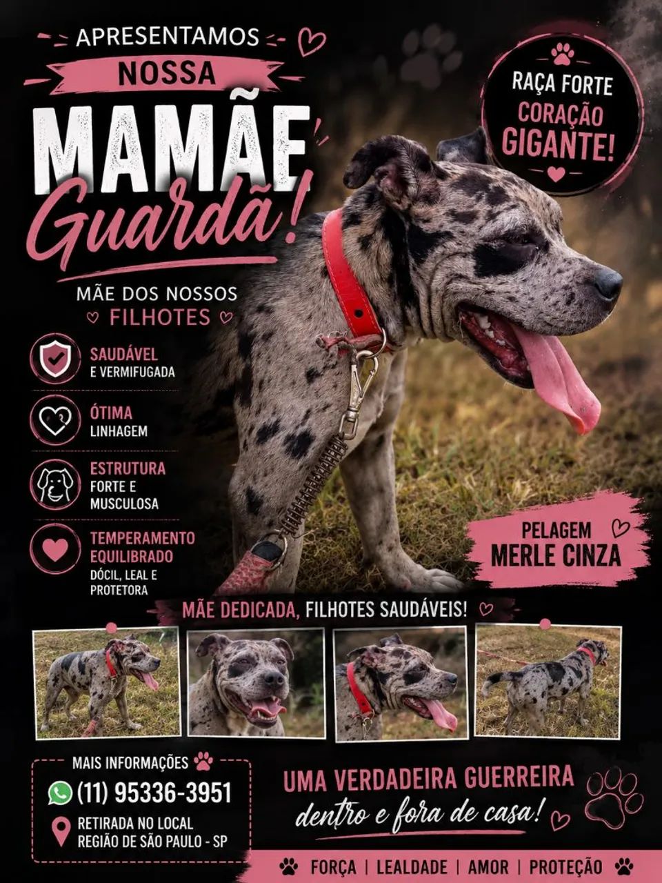 American Bully  - Foto 2