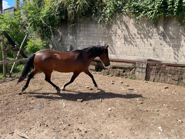 Cavalo Marchador - Foto 5