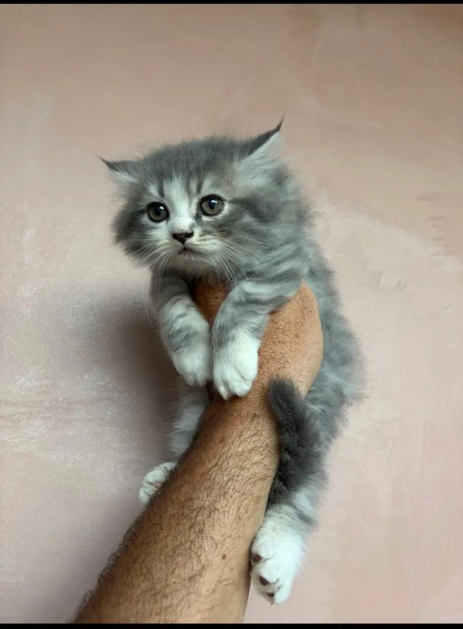 Gatos persas