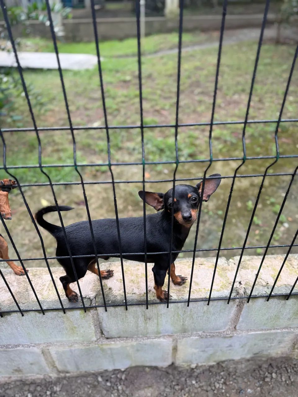 Vendo Pinscher  - Foto 3