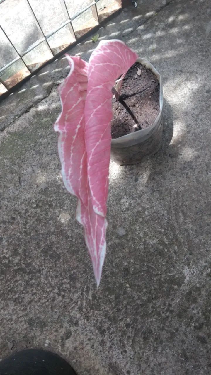 mudas em geral - Foto 4