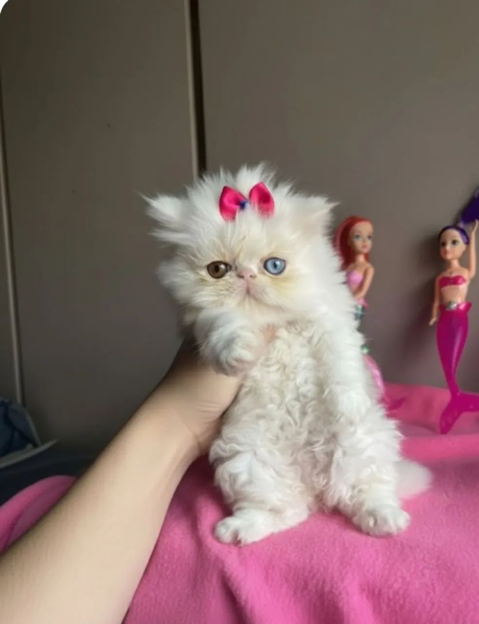 Female Persian Cat for Show (with heterochromia)