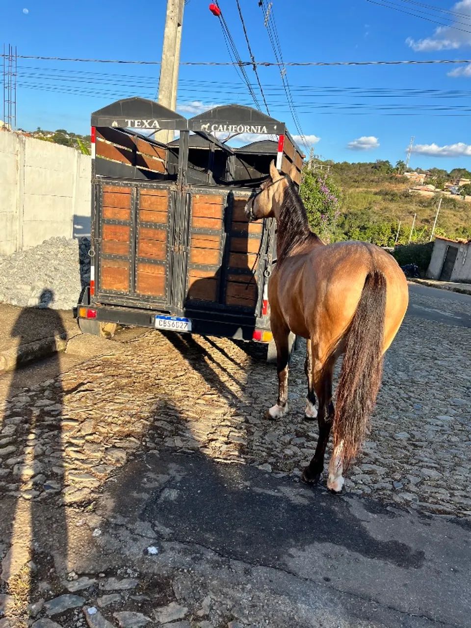 Cavalo marcha picada - Foto 3