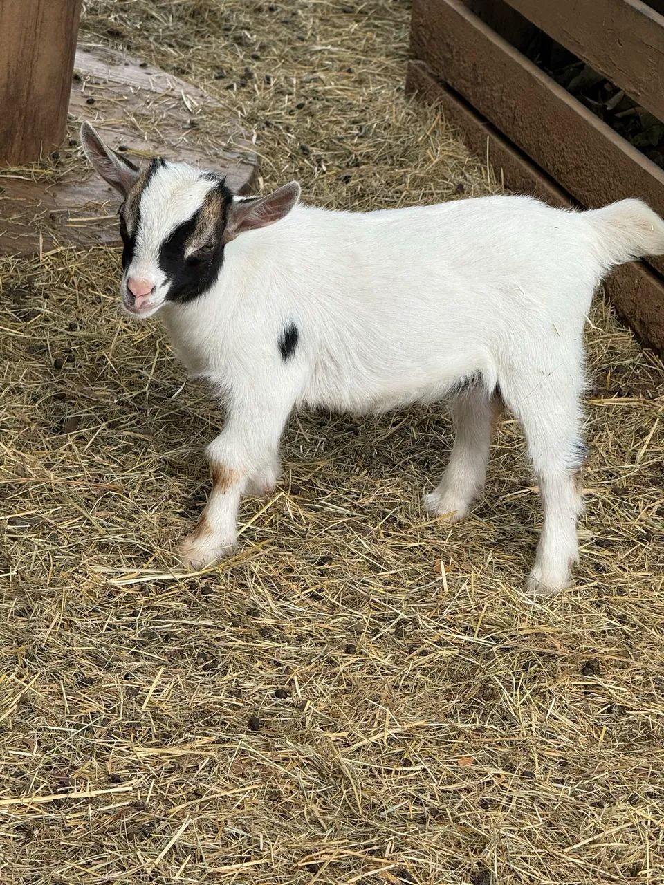 Mini bodes (mini cabras, mini animais, carneiros, dorper) - Foto 3