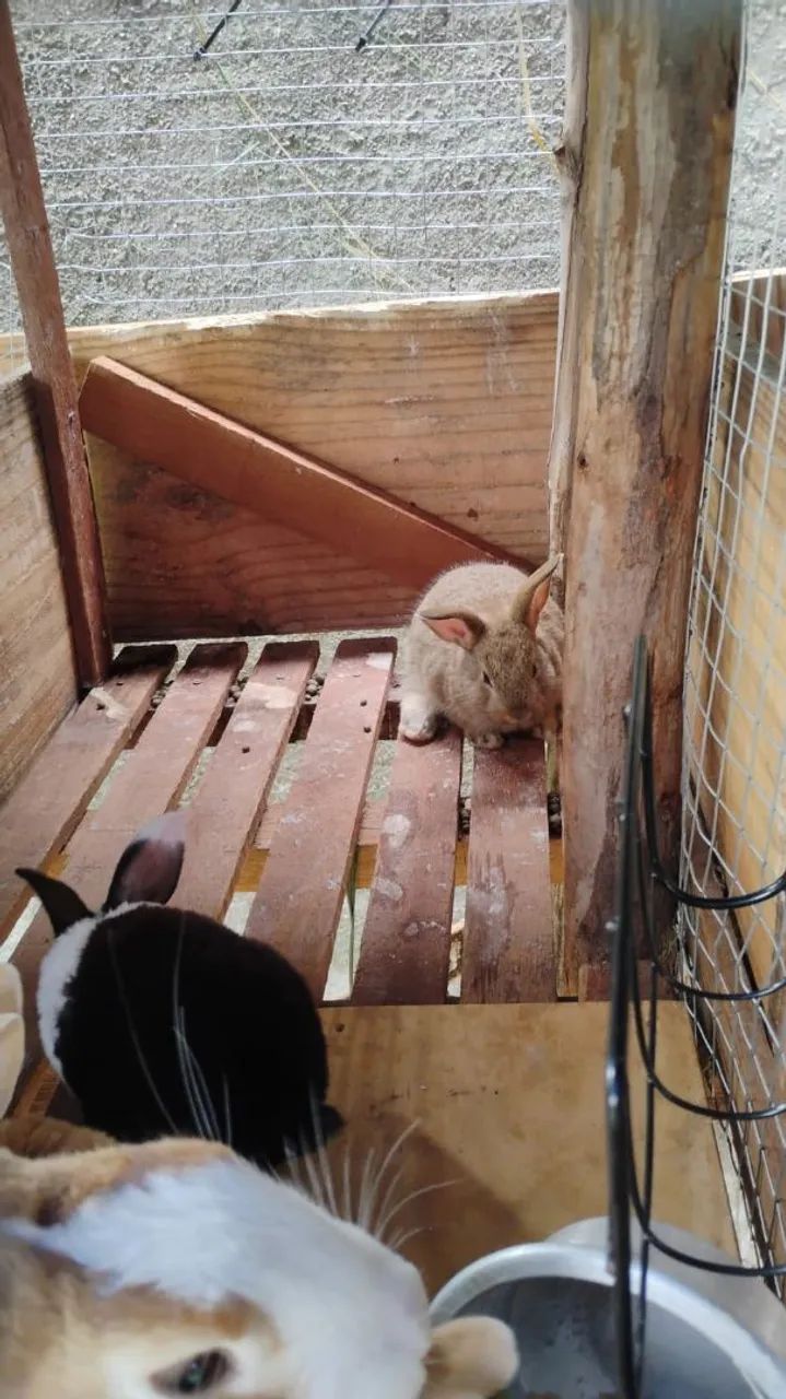 Coelhos a venda  - Foto 6