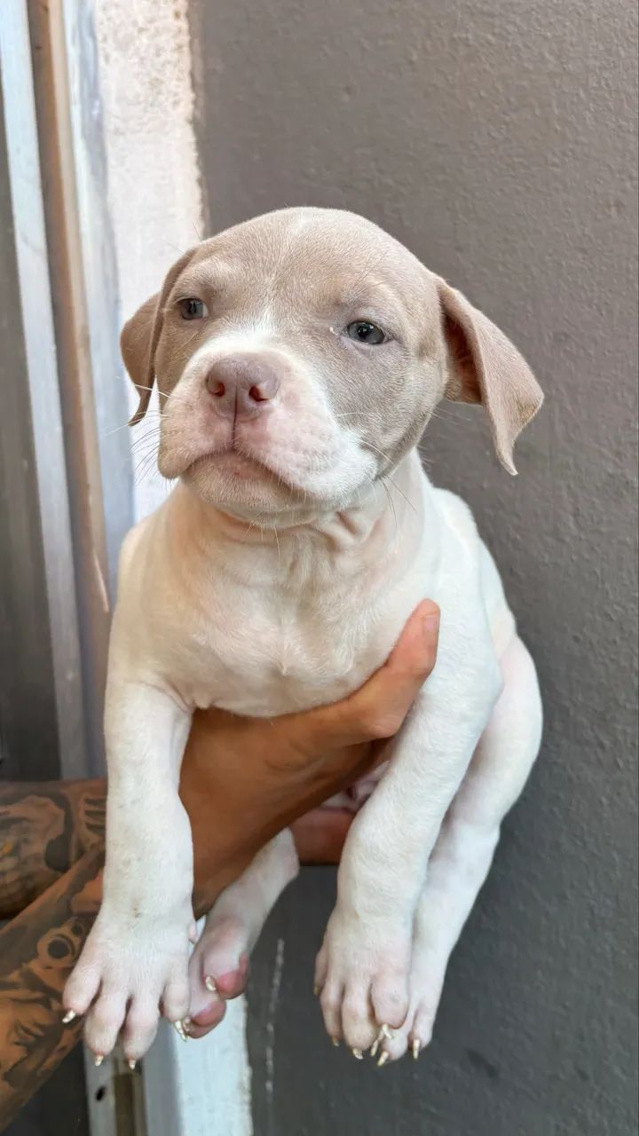 Pit Monster com pedigree 