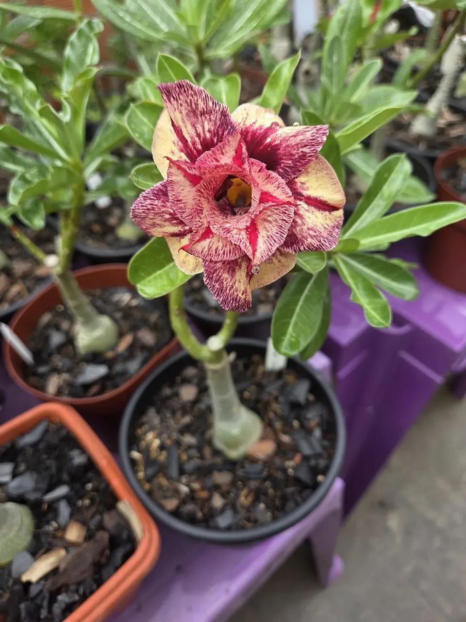 Vende rosa do deserto exertada várias cores  - Foto 5