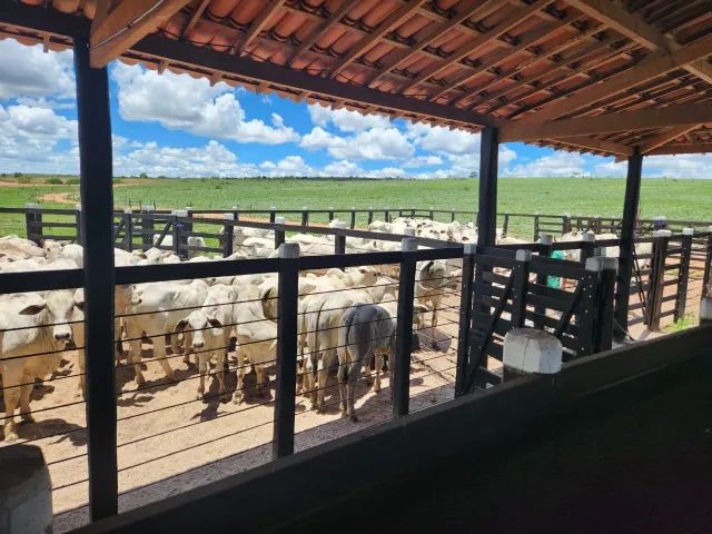 FAZENDA PRONTA ITAPICURU/BA - 670HA - Foto 4