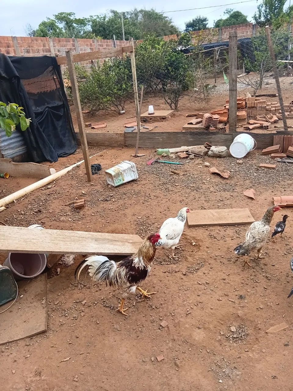 Galos e galinhas  - Foto 3
