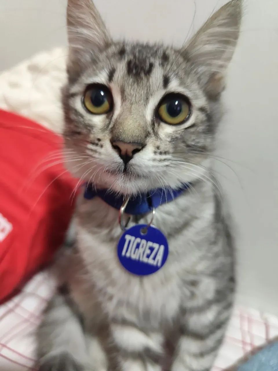 DOAÇÃO DE GATA - Foto 3