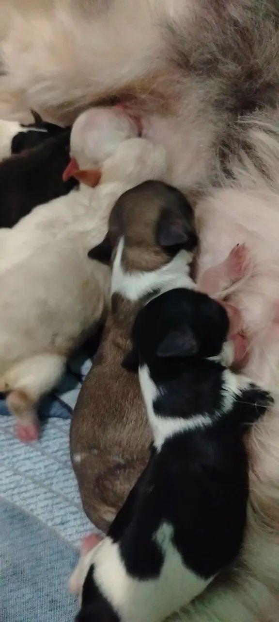 cachorro filhotes 