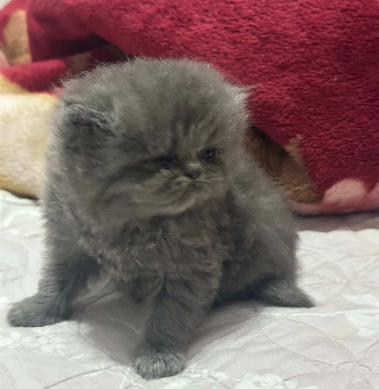 Gato persa  - Foto 3