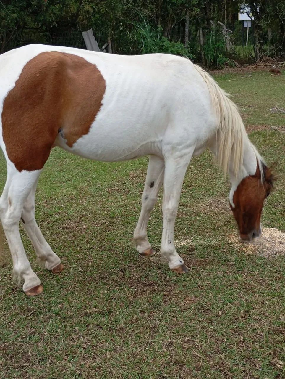 Vendo cavalo marchador  - Foto 2