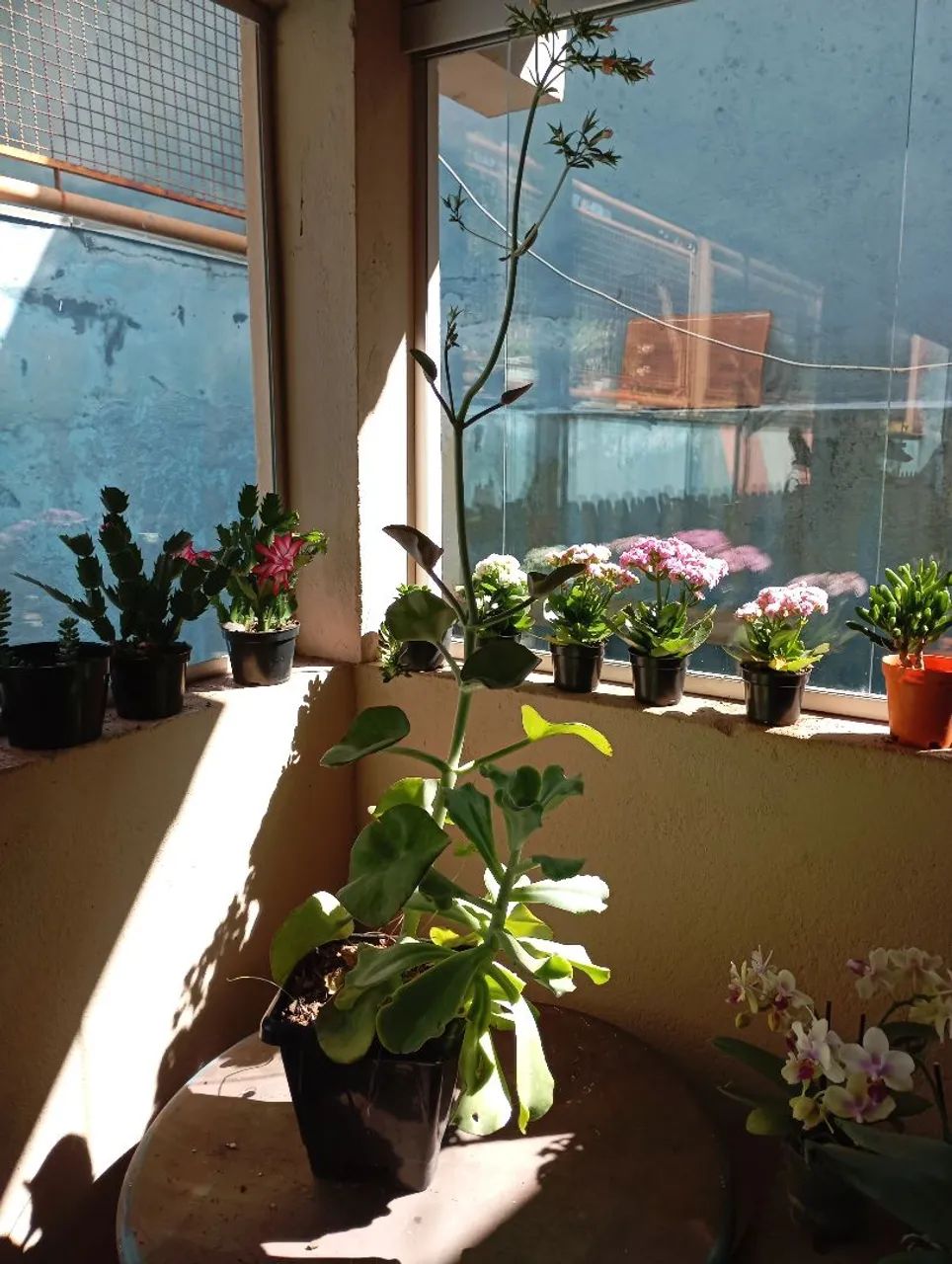 Plantas e sementes  - Foto 4