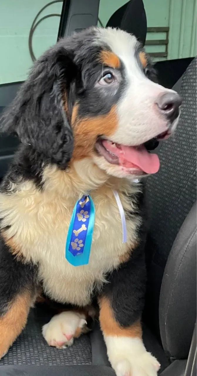 Bernese com pedigree !