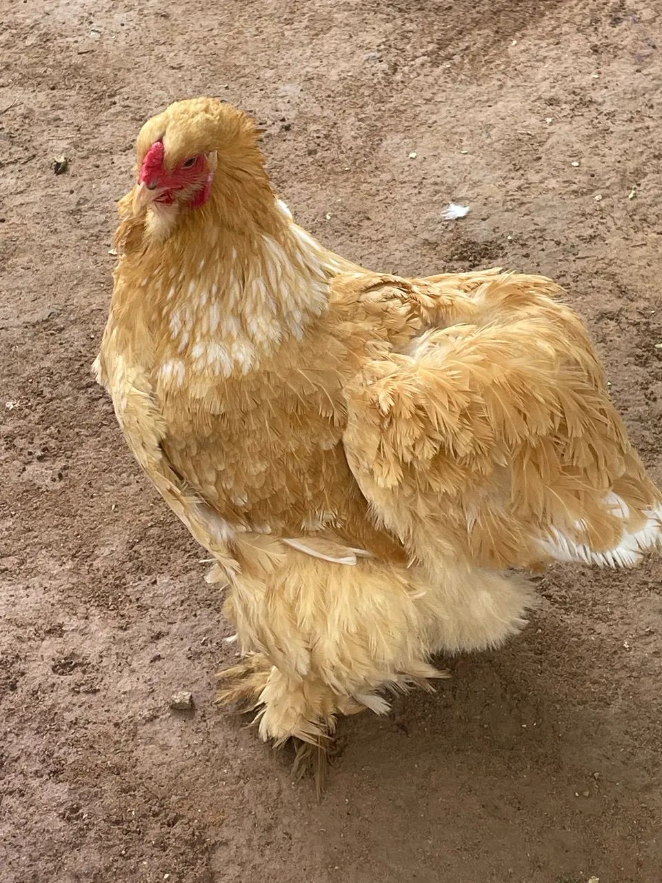 Galinha Brahma  - Foto 5