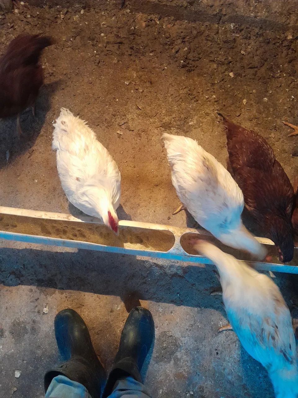 FRANGO (MARCO) RHODE PURO E EMBRAPA  - Foto 4