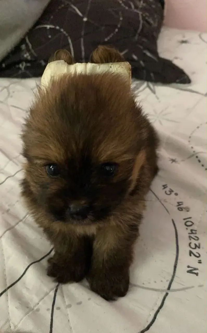 Lulu