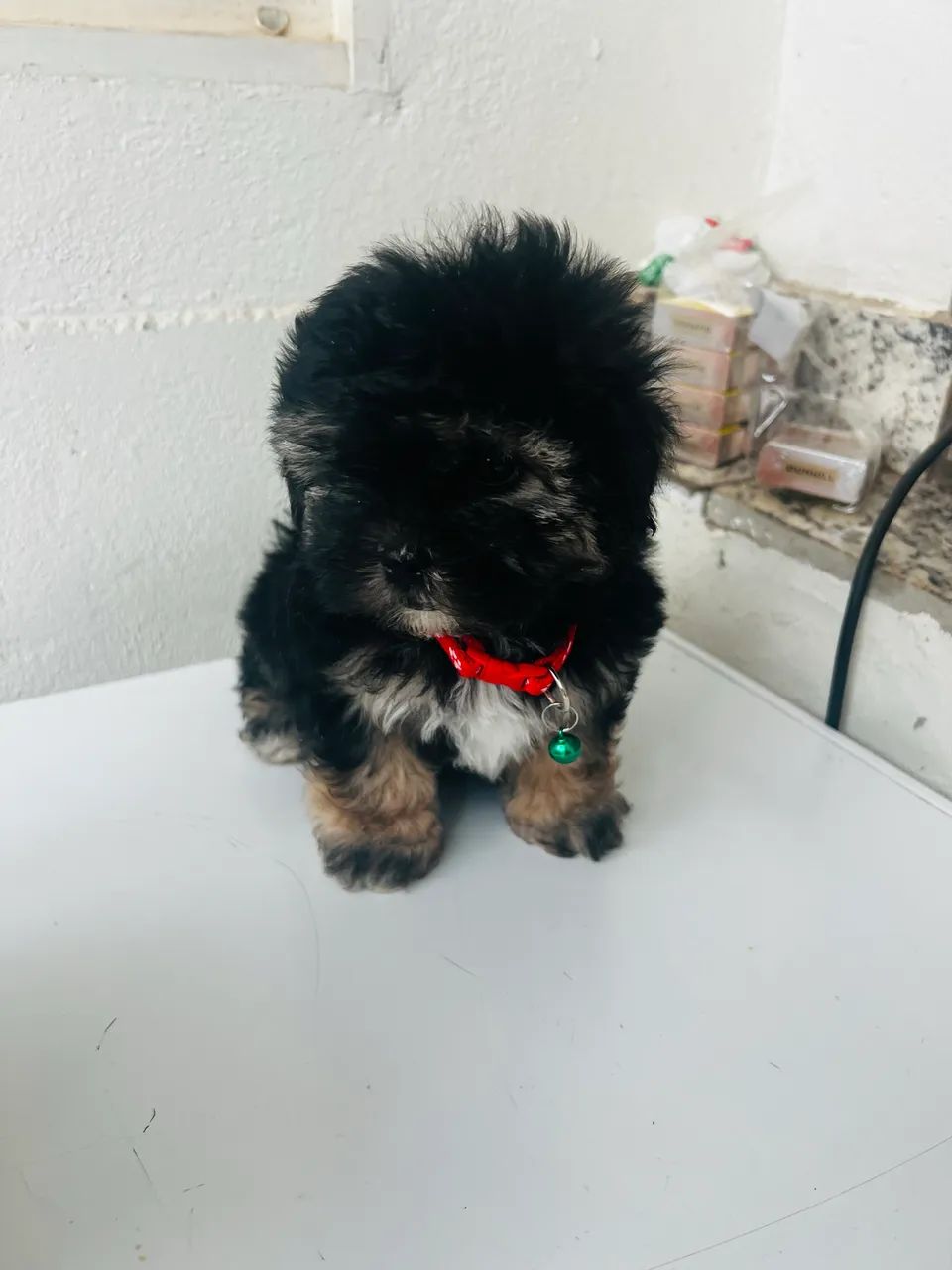 Machinho poodle  micro toy  - Foto 2