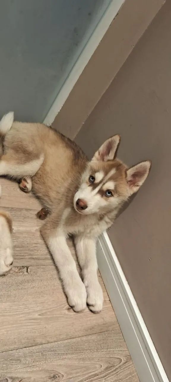 Filhotes de husky Siberiano  - Foto 2
