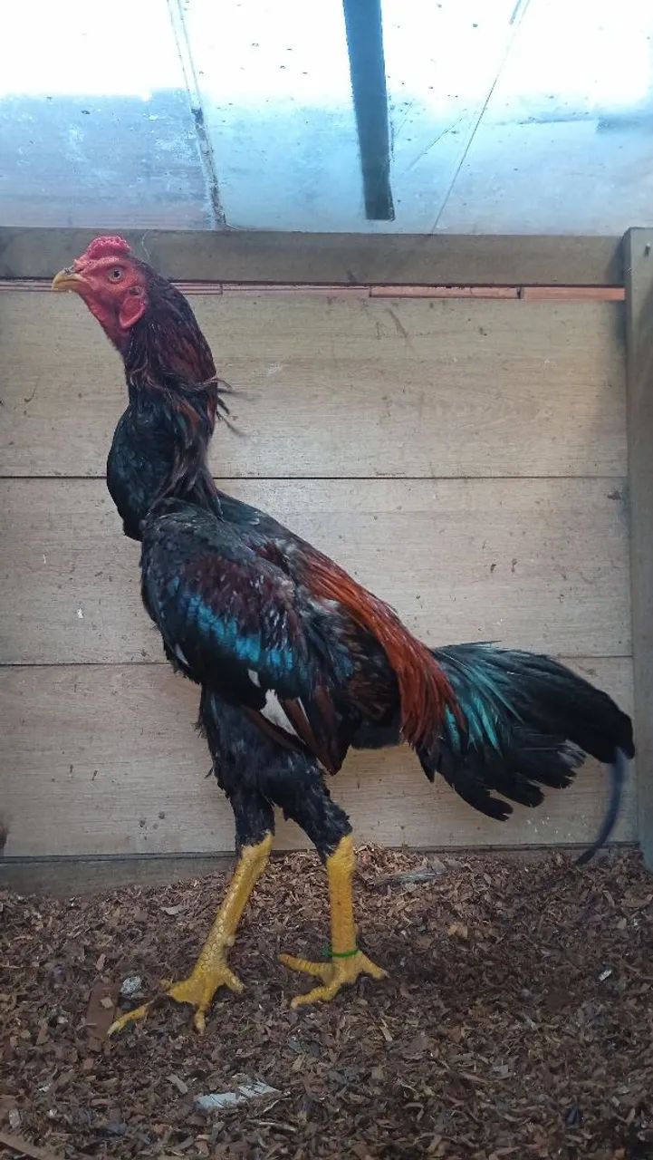 Frango  - Foto 3