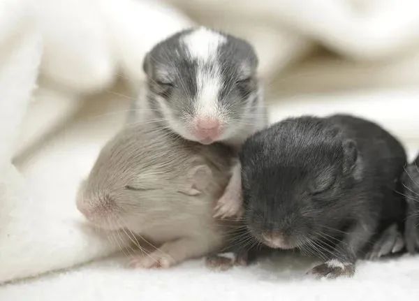 Vendo Gerbil ( Esquilo da Mongólia) - Foto 2