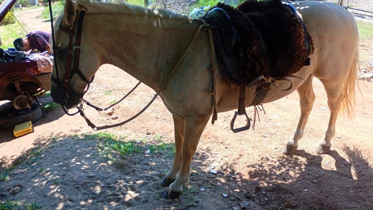 Cavalo  - Foto 6