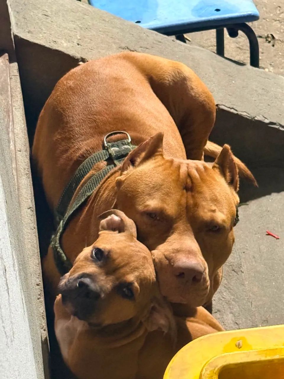 Animais 