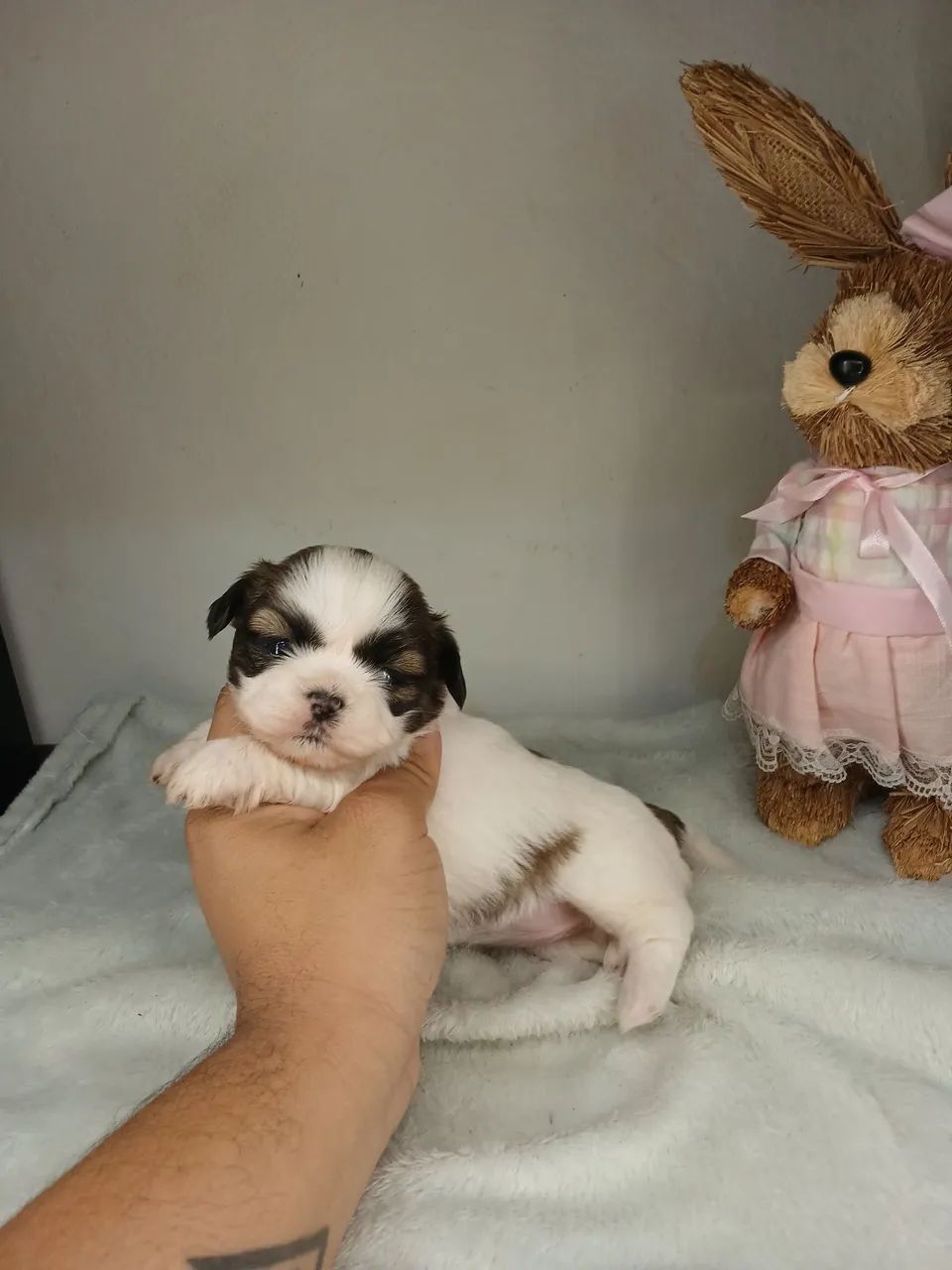 Vendo filhote de shihtzu fêmea disponível para reserva  - Foto 5