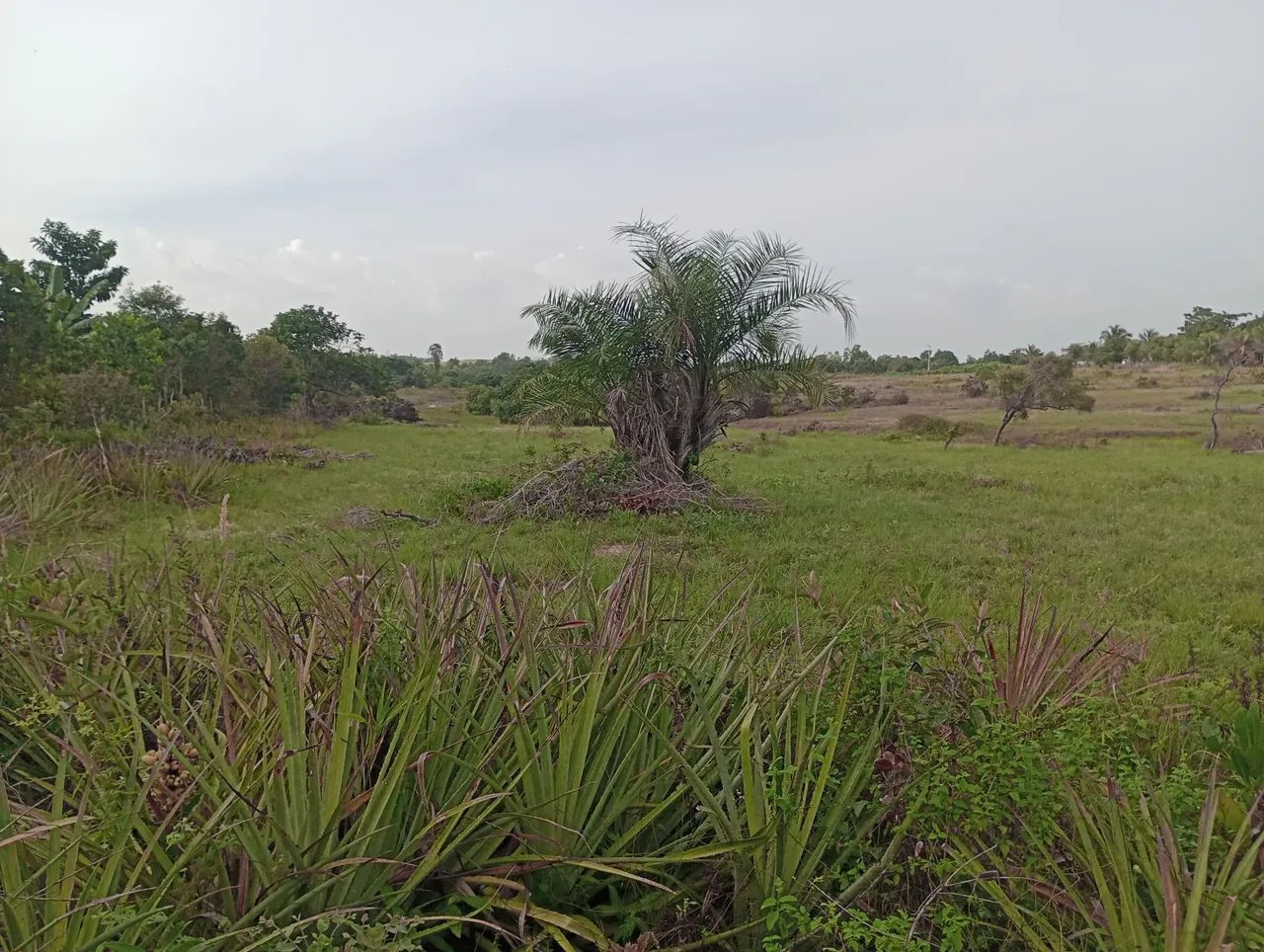 Vende um terreno metade sítio e outra pasto