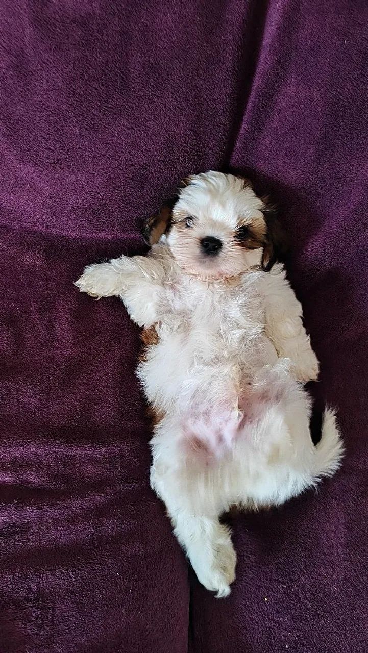 Shitzu pai e mãe mesma raça  - Foto 3