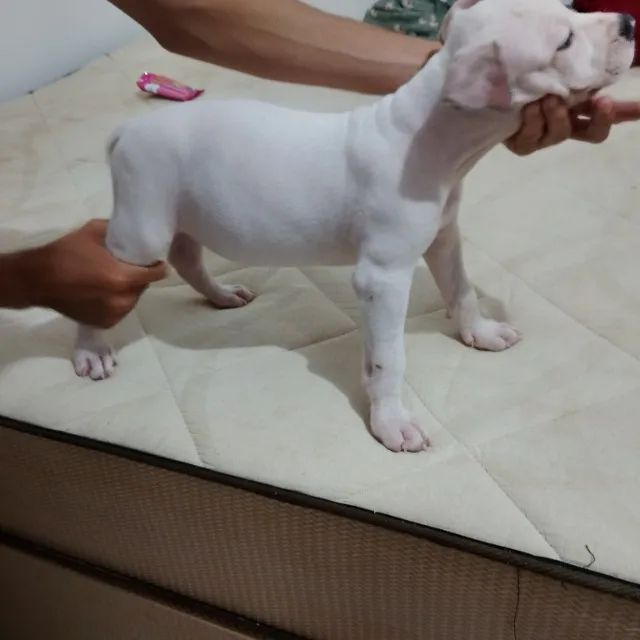 Pit Monsters  - Foto 2