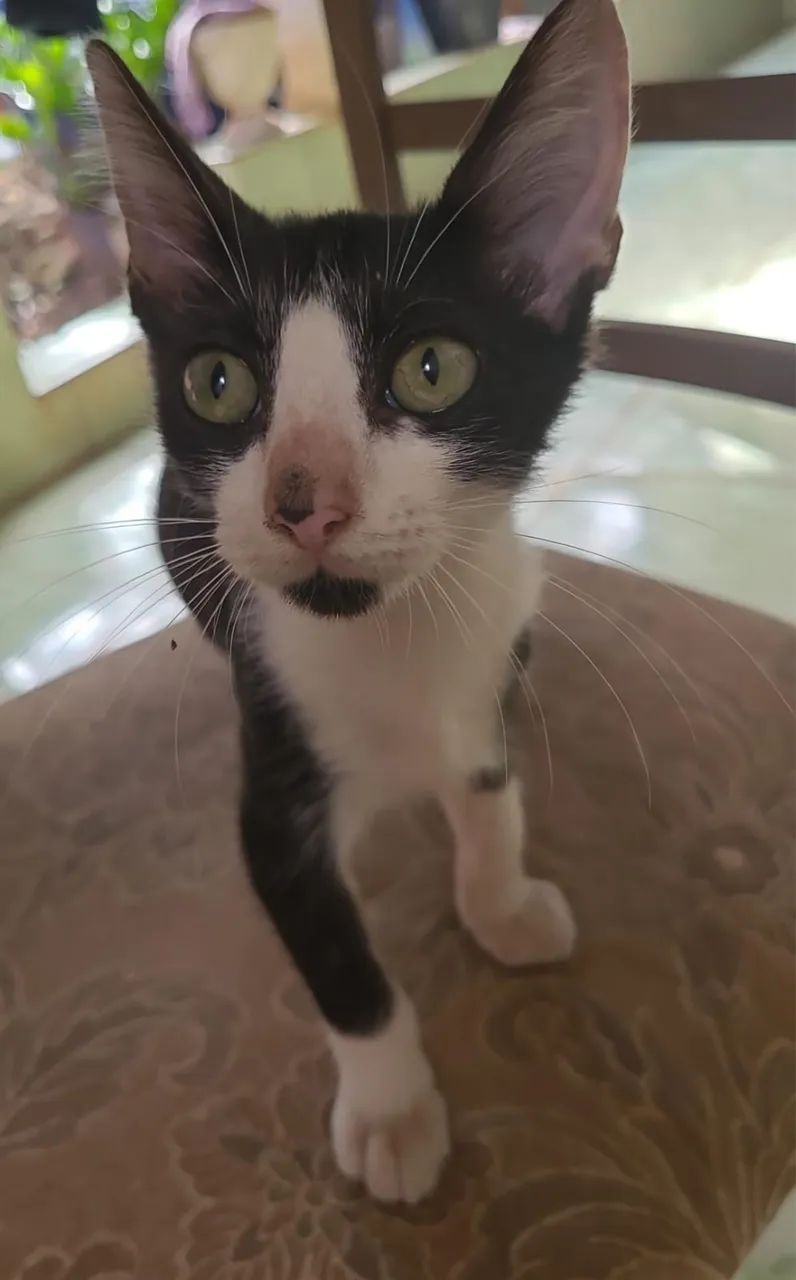 Gatinhos disponíveis para adoção responsável - Foto 3