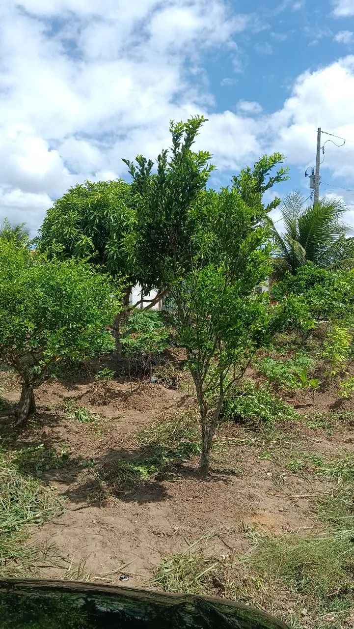 Vende-se 1 uma casa com fruteira colocando  - Foto 5