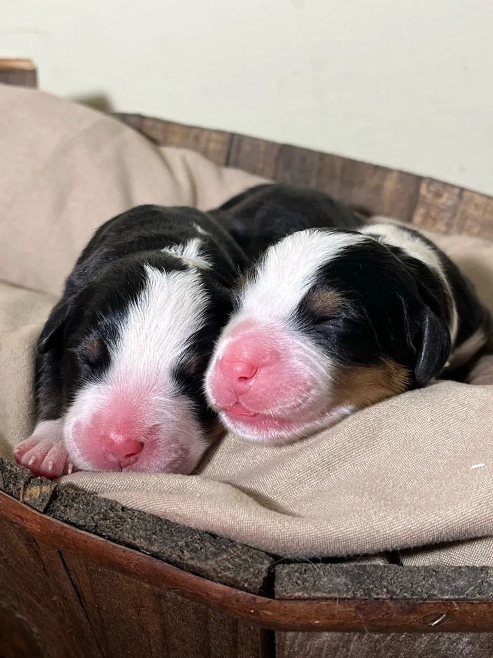 Bernese Reseva  - Foto 3