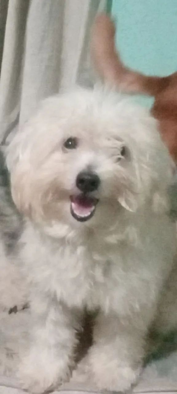 Animais de estimação 