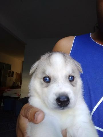 Filhotes de Husky Siberiano