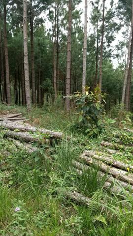 Fazenda de Pinus - Foto 2
