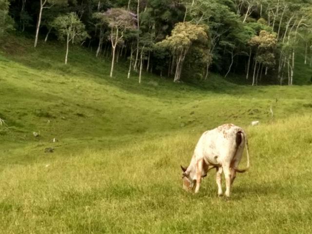 Fazenda Bom Jardim - Foto 18